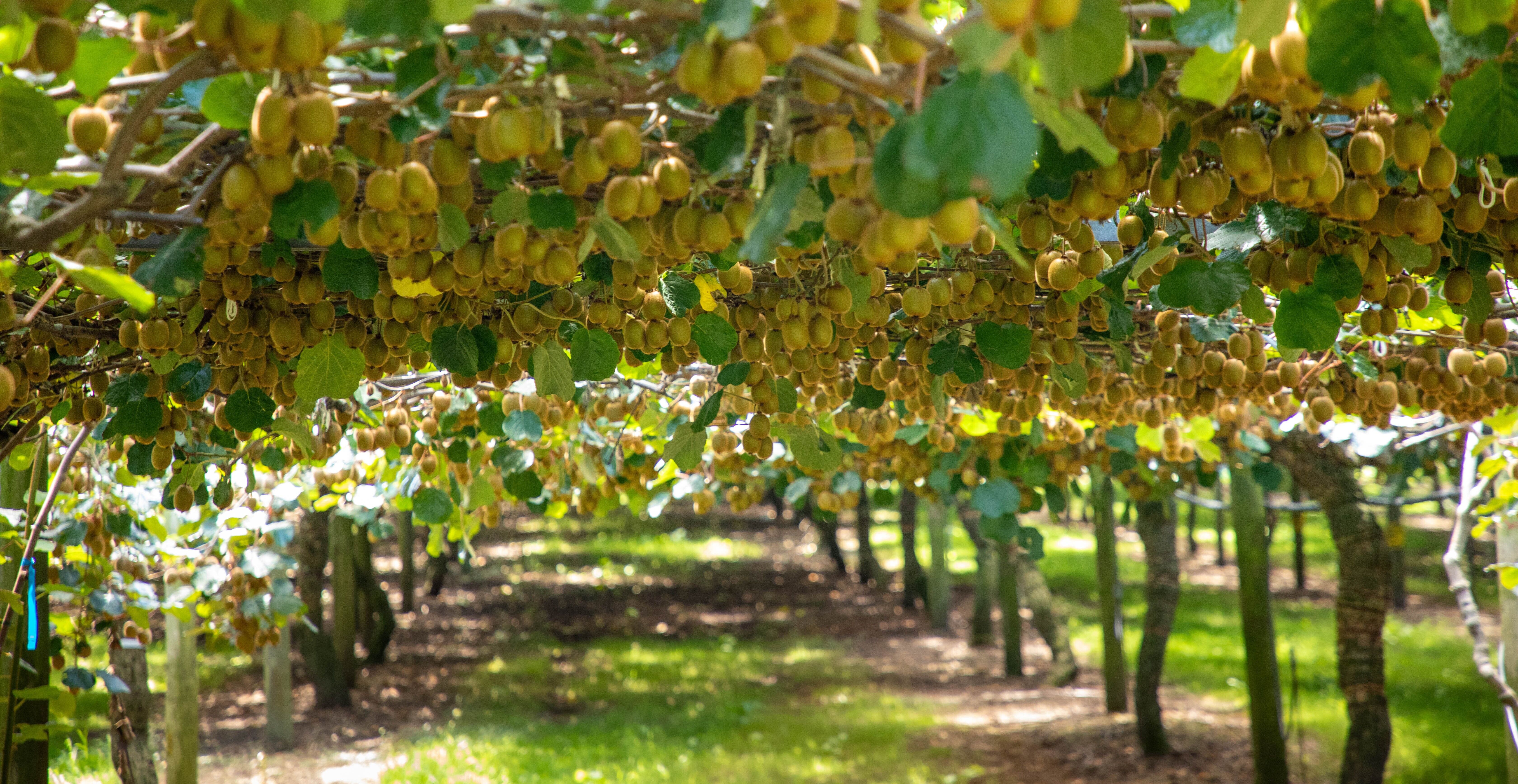 Kiwifruit---hero.jpg