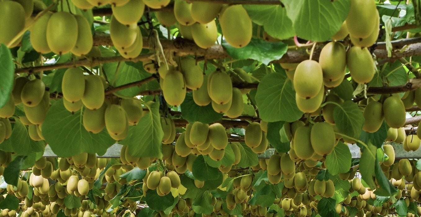 RI-Kiwifruit-Hero-(2).jpg