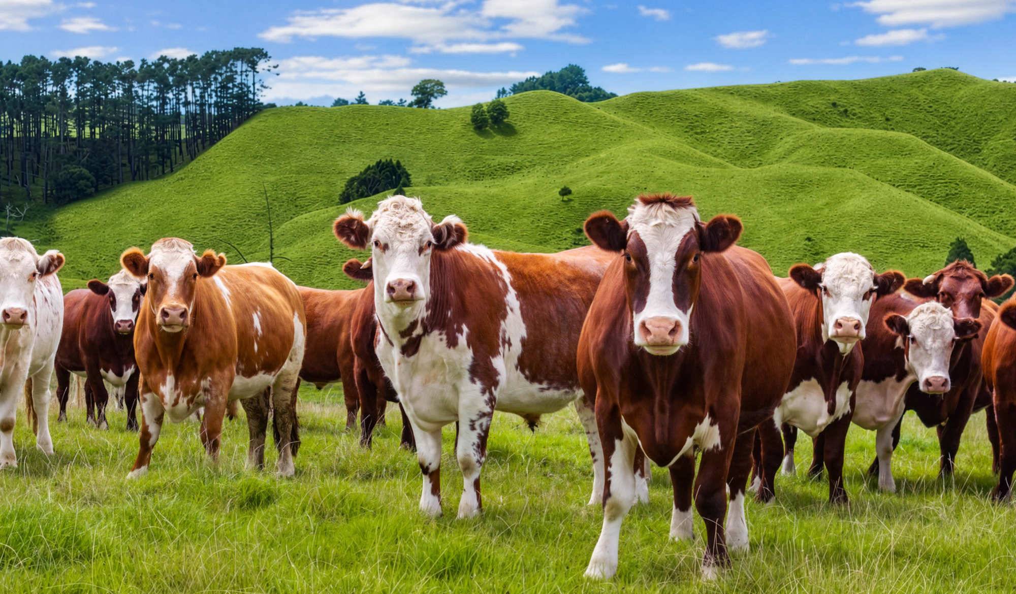Edit_872069535-pastoral-1-parahi-outlet-road.png
