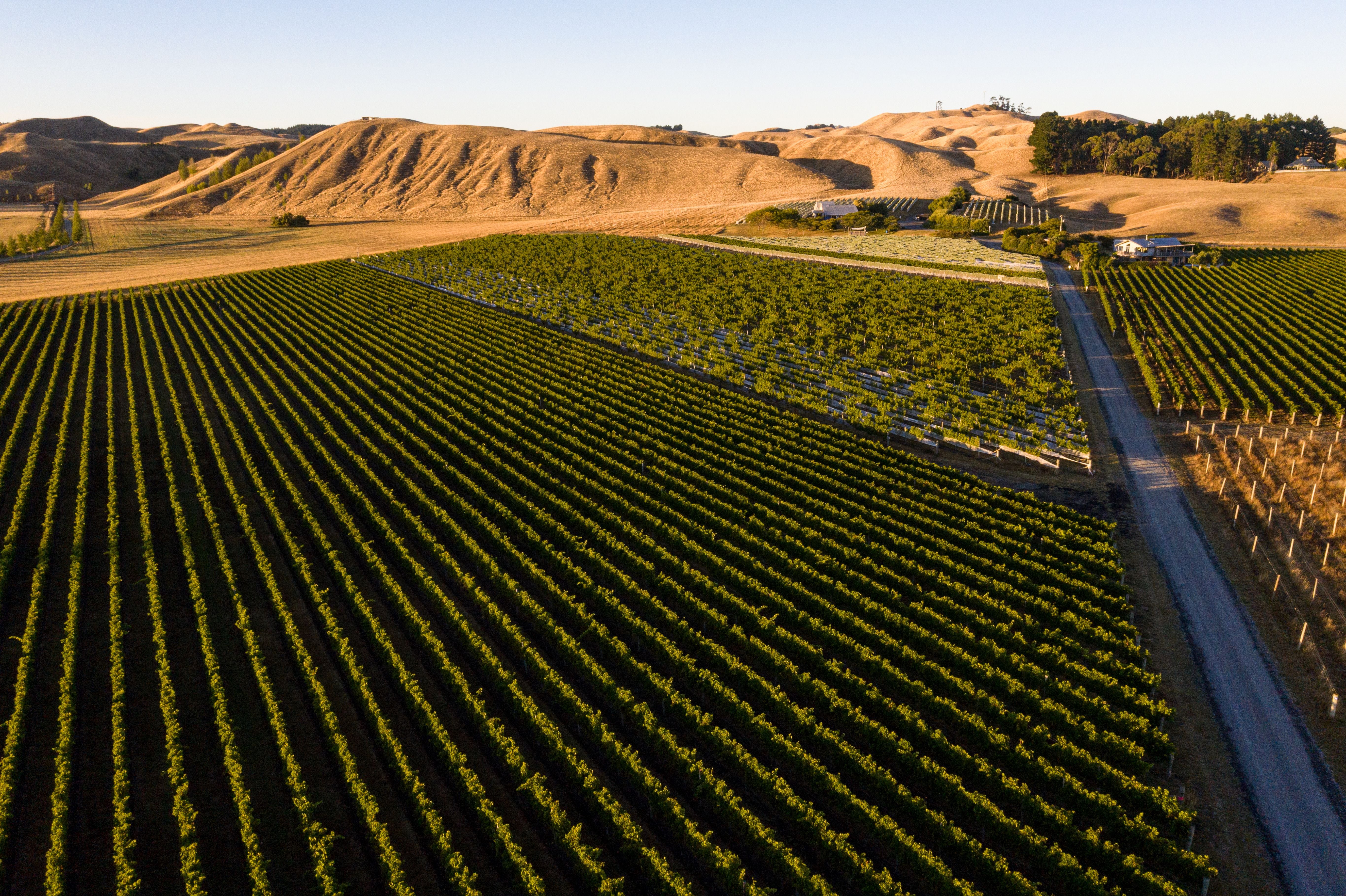 Viticulture_october2026.jpg