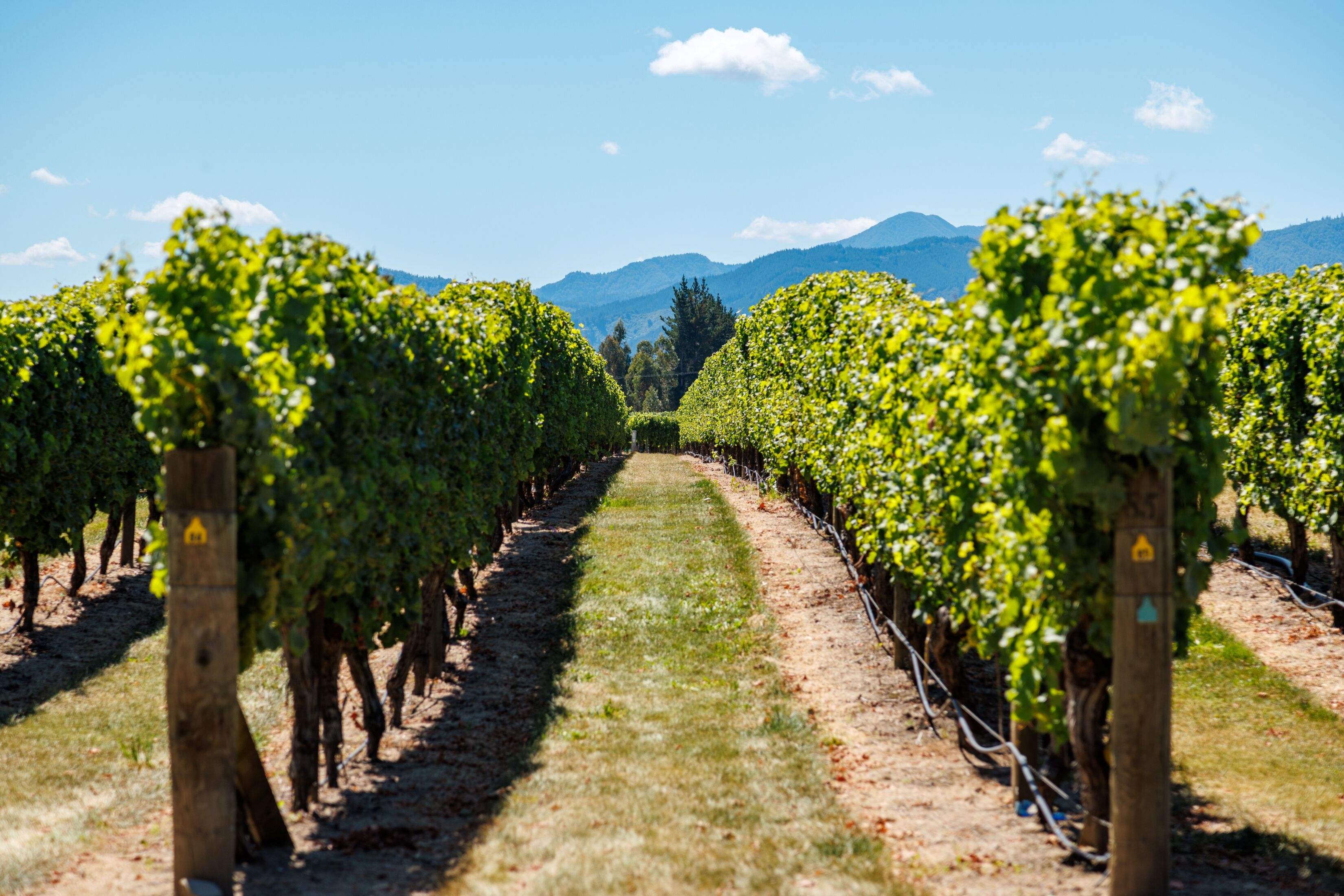 Viticulture-2_Lake-Timara-Road-West.jpg