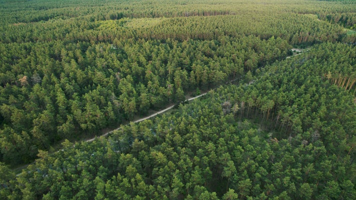 forestry.jpg