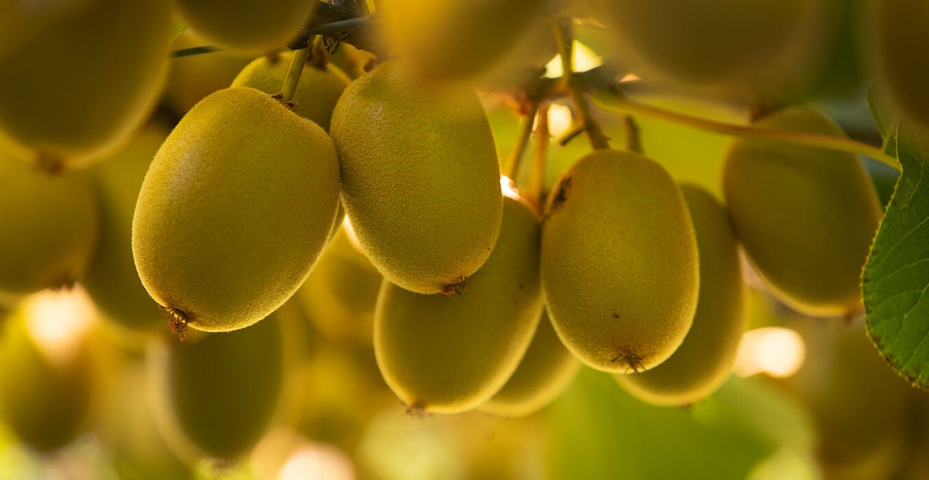 RI-Kiwifruit-Hero-(1).jpg