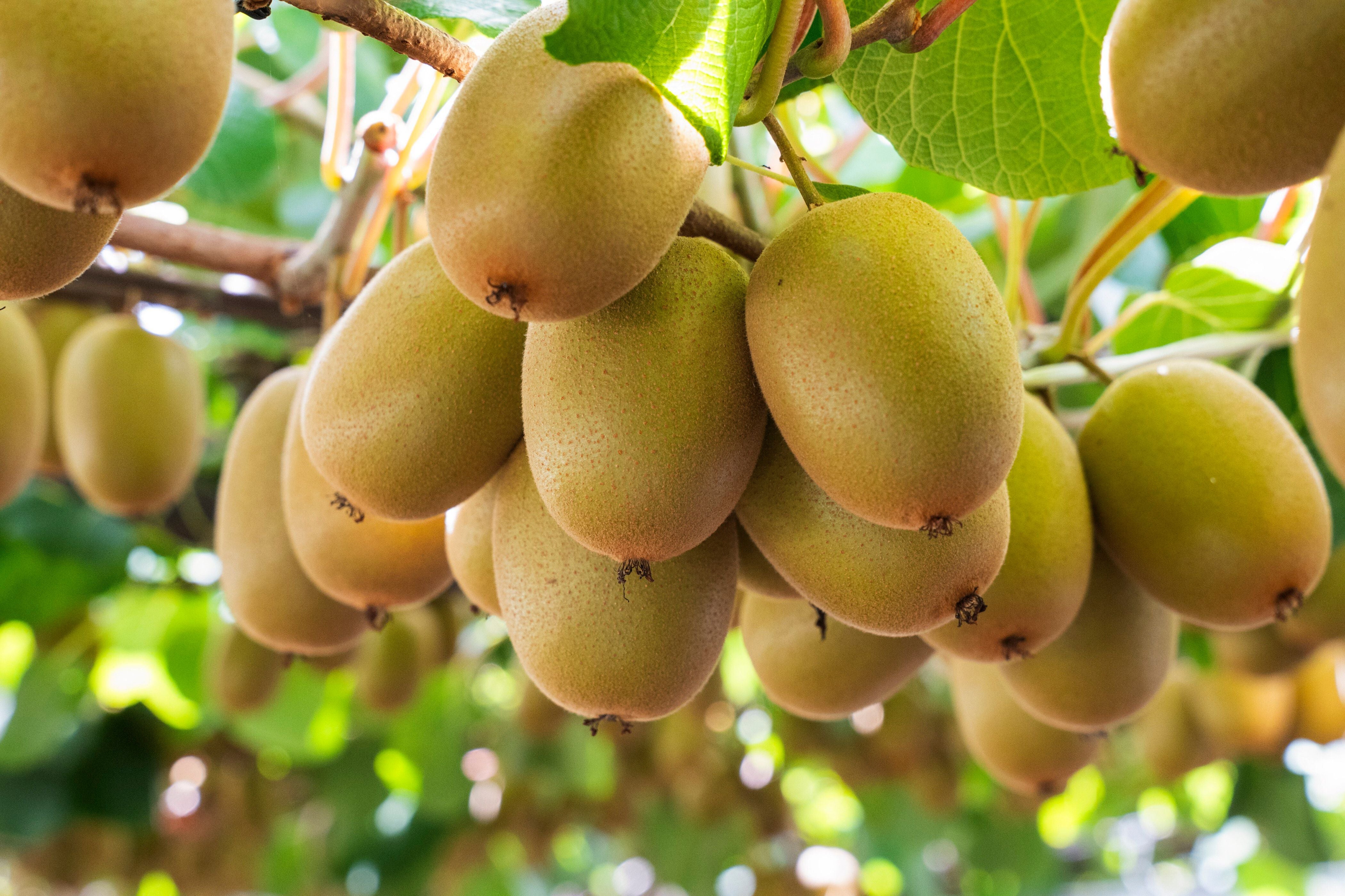kiwifruit_october2026.jpg