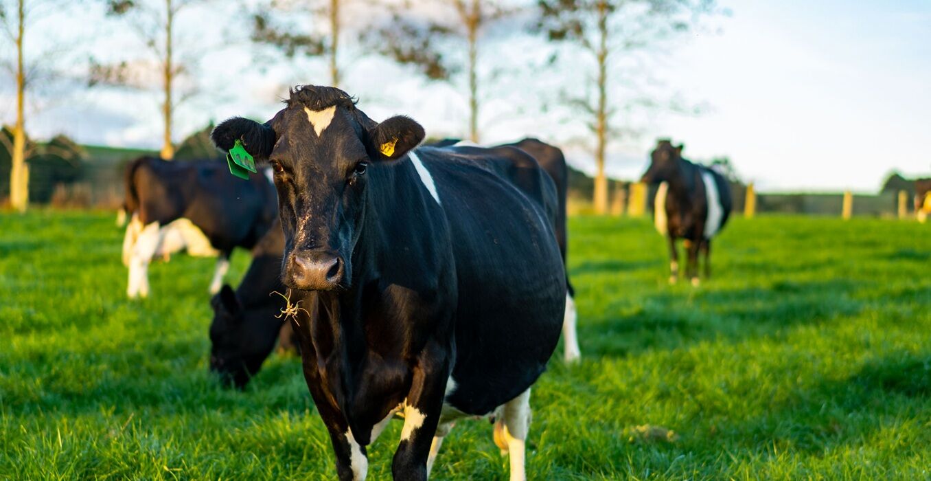 RI-Dairy-article-June-2025-1356x700.jpg